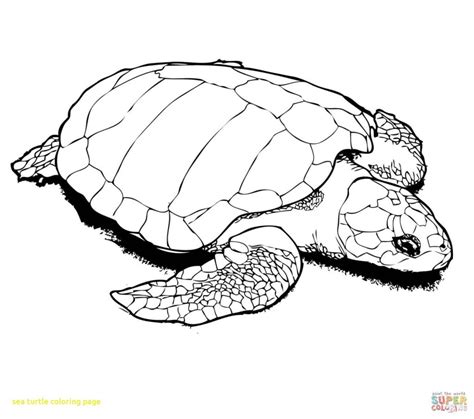 sea turtle coloring page  getcoloringscom  printable colorings