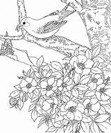 Coloring Pages Birds Flowers Printable Printables Goldfinch Eastern Flower Wild Rose Imagixs Drawing Iowa State Bird Fonts Education States Colors sketch template