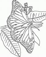 Kleurplaat Vlinder Vlinders Kleurplaten Schmetterling Papillon Papillons Mariposas Mariposa Colorat Acuarelas Coloriages Farfalle Schmetterlinge Animale Ninos Malvorlagen Malvorlage P50 Fluturasi sketch template