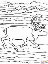 Elk Coloring Running Pages Printable Manitoban sketch template