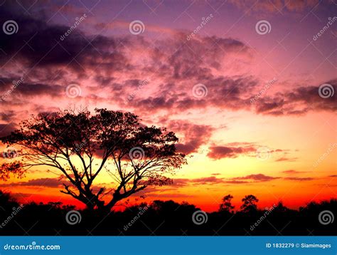 zonsondergang en boom stock afbeelding image  horizontaal