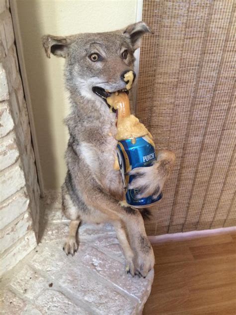 taxidermy gone wrong in this disturbing collection of images