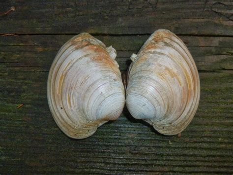 ocracoke island journal  year  clam
