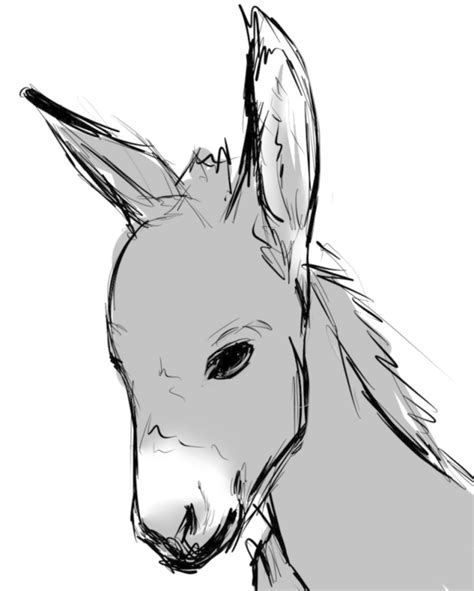 donkey head drawing  getdrawings