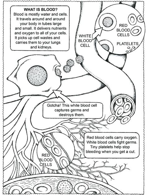 anatomy  physiology coloring pages   getcoloringscom