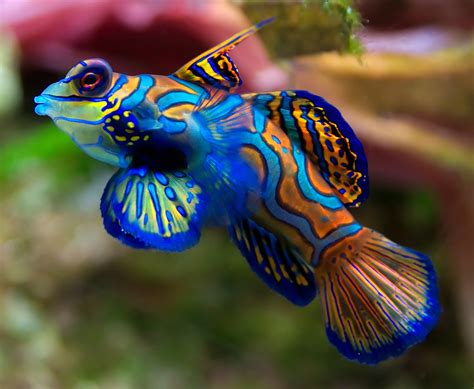 top   beautiful  colorful fish