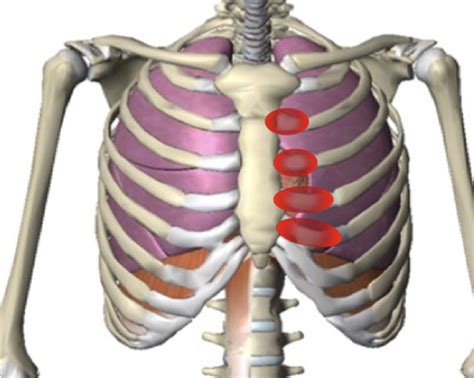 anatomy  chest  ribs diaphragm muscle chest pain rib pain difficulty breathing