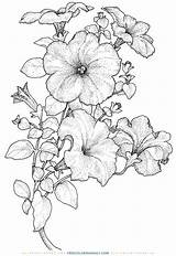 Petunia Ausmalbilder sketch template