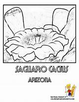 Flower Coloring Arizona Cactus State Pages Saguaro Blossom Kids Flowers States Choose Board sketch template