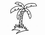 Tree Coloring Palm Coconut Tropical Para Colorear Palmeras Dibujos Playa Dibujo Con Palmera Pintar Imprimir Un La Pages Niños Molde sketch template