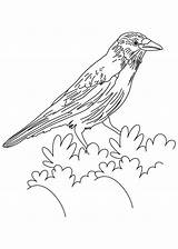 Crow Coloring Pages American Bird Crows Drawing Kids Simple Printable Silhouette Bush Getcolorings Getdrawings Designlooter Color Sketch Template Common Choose sketch template