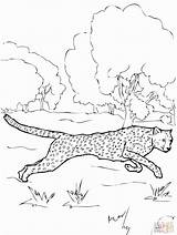 Coloring Cheetah Pages Print Baby Printable Cheetahs Popular Comments Coloringhome Running Library Clipart sketch template