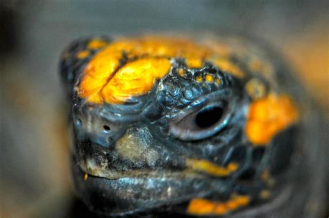 turtle face   rights reserved stevensmith flickr