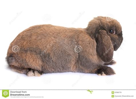 dwarf lop eared rabbit stock photo image  studio rabbit