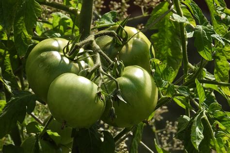 tomatoes green plant  photo  pixabay