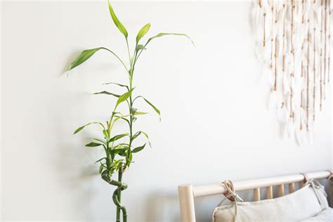 bamboo indoor plant care growing guide