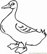 Ducks Coloring Pages Duck Anaheim Template sketch template