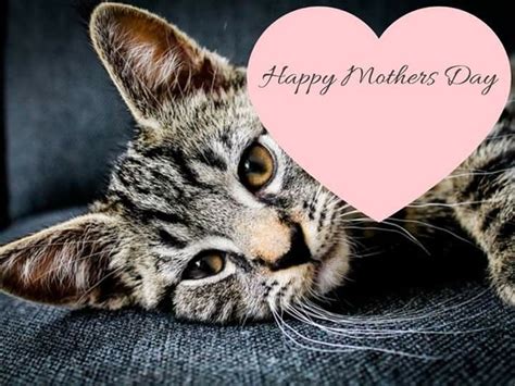 happy mothers day cat birthday happy mothers day happy mothers