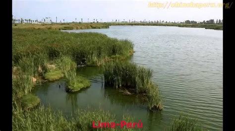 imagenes de los pantanos de villa youtube