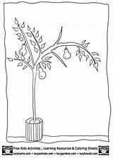 Pear Tree Coloring Pages Print Coloringtop sketch template