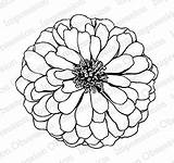 Zinnia Impression Obsession Mounted Cling Caldwell Tara Rubber Stamp Large sketch template