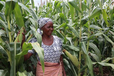 zimbabwe farmers embrace conservation agriculture  beat effects  climate change ubuntu times