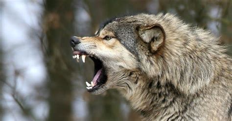 Growling Is Used As A Warning A Wolf May Growl At Intruding Wolves Or