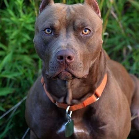 red nose pitbull 101 what you need to know k9 web
