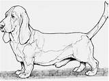 Dachshund Coloring Pages Printable Dog Getcolorings Color Getdrawings sketch template