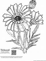 Coreopsis Tickseed Coloring Kids Garden Dave Clicking Pdf sketch template