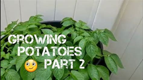 growing potatoes  trash cans part  youtube