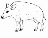 Wild Coloring Pig Pages Color Supercoloring Boar Drawing Categories Printable sketch template