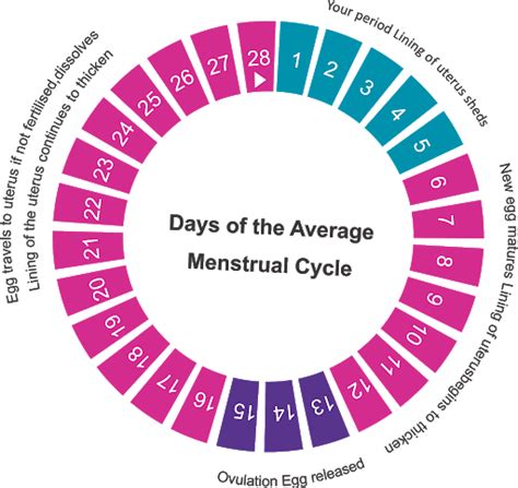 Easy Way To Know Your Ovulation Period Health Gadgetsng