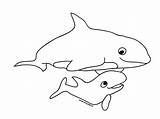 Coloring Whale Orca Whales Colour Pages Library Clipart Popular sketch template