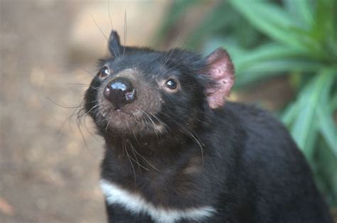 tasmanian devils  evolving resistance   devastating