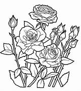 Rose Coloring Pages Flowers Printable Getdrawings sketch template