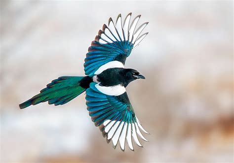 magpies  stealing shiny  audubon