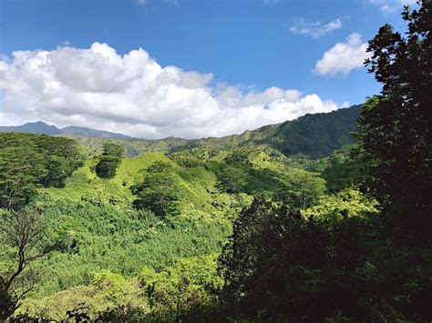 lihue koloa forest reserve in hawaii tours and activities expedia