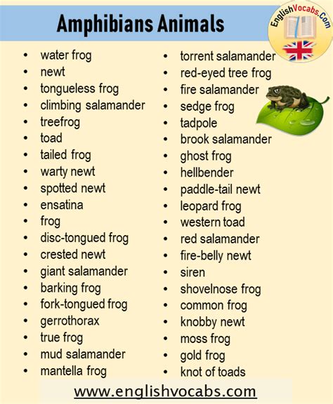 amphibians animals  list english vocabs