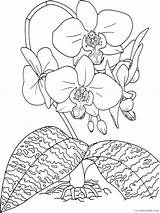 Orchid Coloring4free 2021 Coloring Nature Flowers Pages Flower Printable Related sketch template