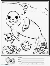 Coloring Elephant Seal Pages Seals Getcolorings sketch template
