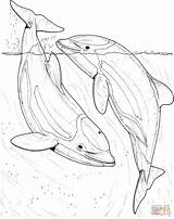 Dolphin Dolphins Coloring Pages Realistic Drawing Sea Two Fish Printable Draw Adult Bottlenose Colouring Animals River Drawings Mammals Books Whale sketch template