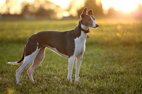 greyhound dog breed information pictures