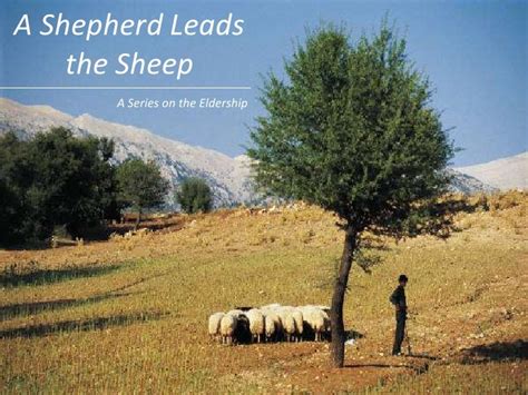 shepherd leads  sheep
