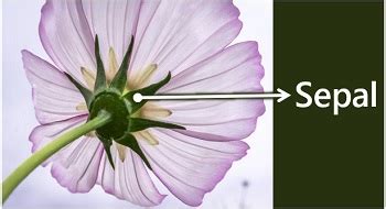 difference  sepals  petals  comparison chart biology