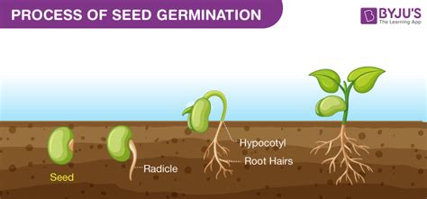 seed germination process necessity   major factors