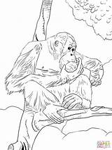 Orangutan Coloring Bornean Orangutans Chimpanzees sketch template