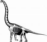 Brachiosaurus Skeleton Dinosaur Esqueleto Bones Dinosaurio Skeletal Dinosaurs Brancai Reconstruction Fossil Dinosaurier Respuestas Preguntas Esqueletos Dinosaurios Biographiques Svpow Extinct sketch template