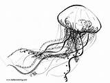 Jellyfish Coloring Pages Adults Printable Kids Color sketch template