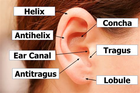 outer ear anatomy outer ear infection pain  treatment